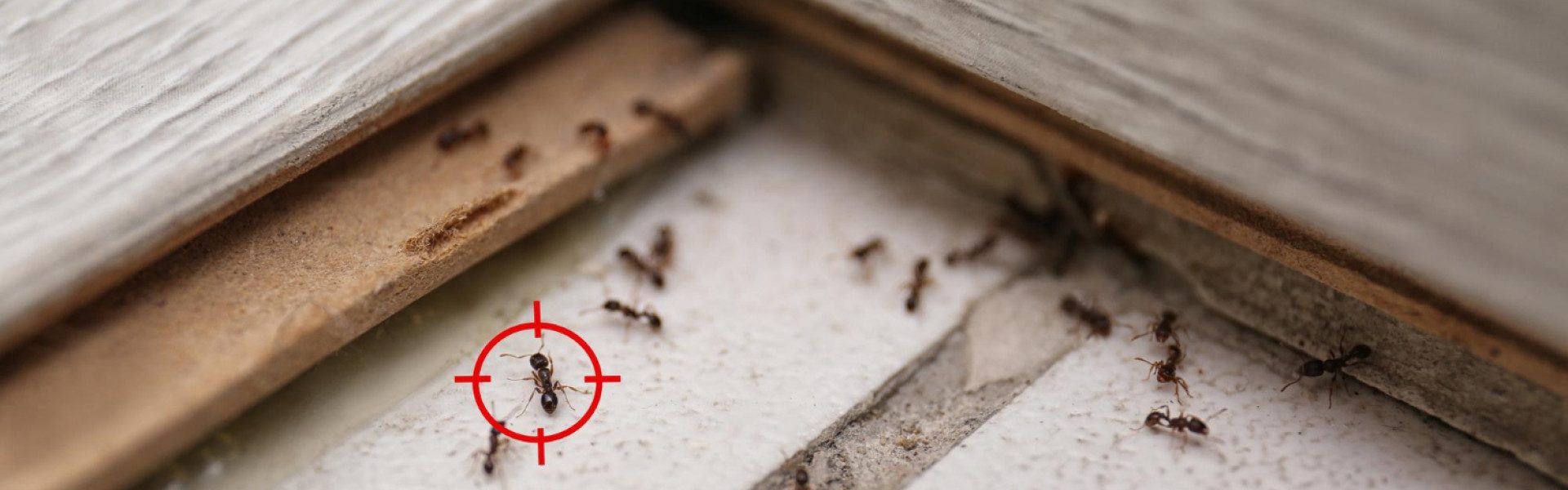Pourquoi la désinsectisation est cruciale pour protéger votre maison ?