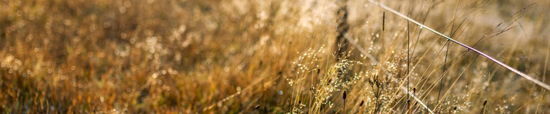 Fil synthétique, logettes, débroussailleuse : quand le monofilament modernise l'agriculture française