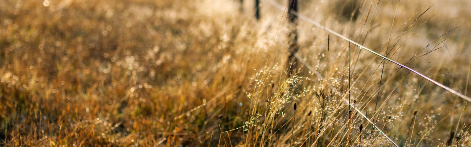 Fil synthétique, logettes, débroussailleuse : quand le monofilament modernise l'agriculture française
