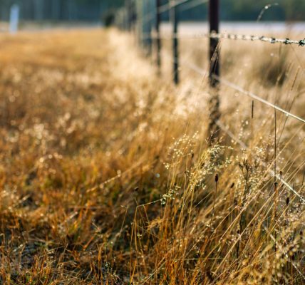 Fil synthétique, logettes, débroussailleuse : quand le monofilament modernise l'agriculture française
