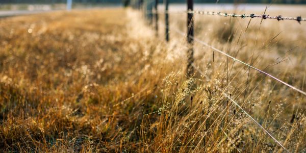 Fil synthétique, logettes, débroussailleuse : quand le monofilament modernise l'agriculture française