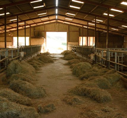 Aménagement de bâtiment d'élevage : les trois piliers sur lesquels s'appuyer