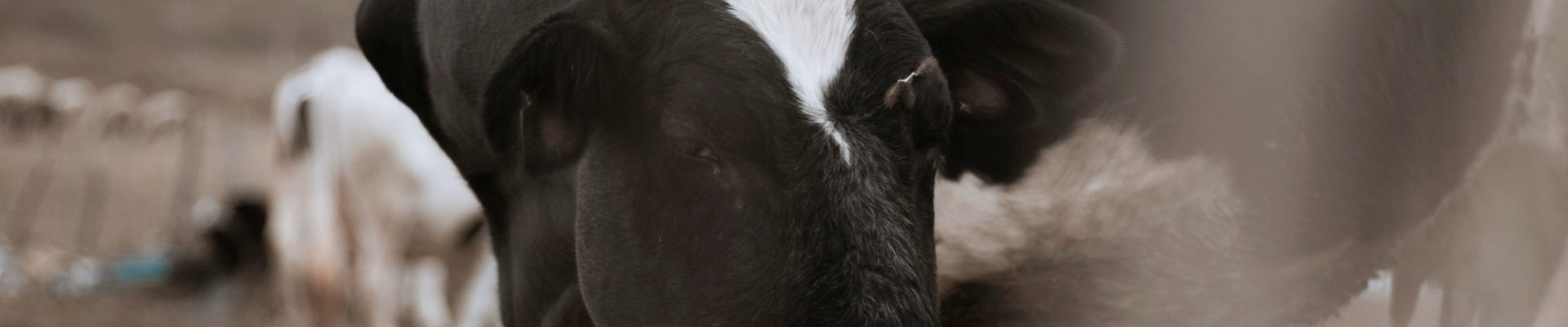 Bien choisir son matériel agricole pour débuter un élevage