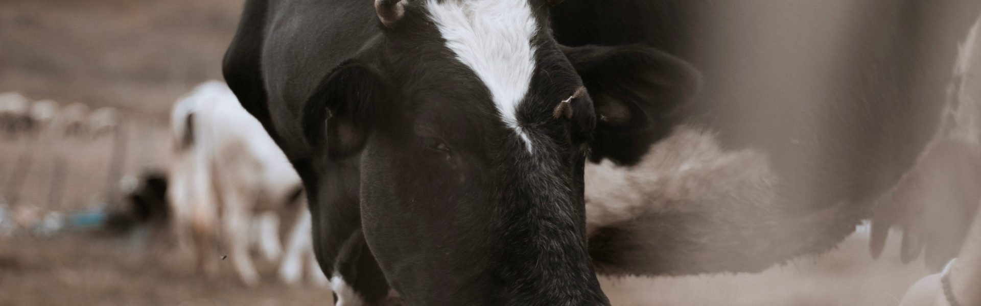 Bien choisir son matériel agricole pour débuter un élevage