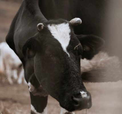 Bien choisir son matériel agricole pour débuter un élevage