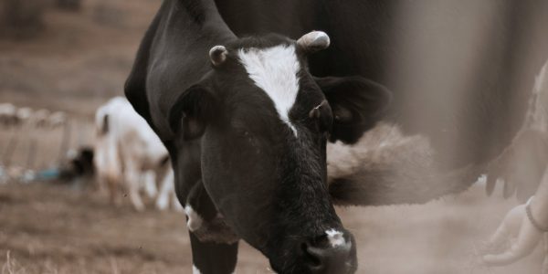 Bien choisir son matériel agricole pour débuter un élevage