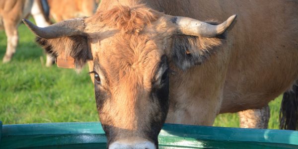 Abreuvement au pâturage : comment garantir un accès à l'eau fiable pour ses bêtes ?
