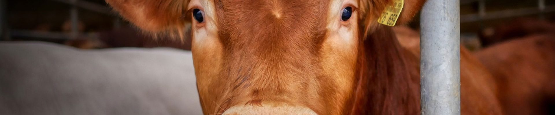 Comment réduire le stress des bovins lors des soins et des manipulations ?