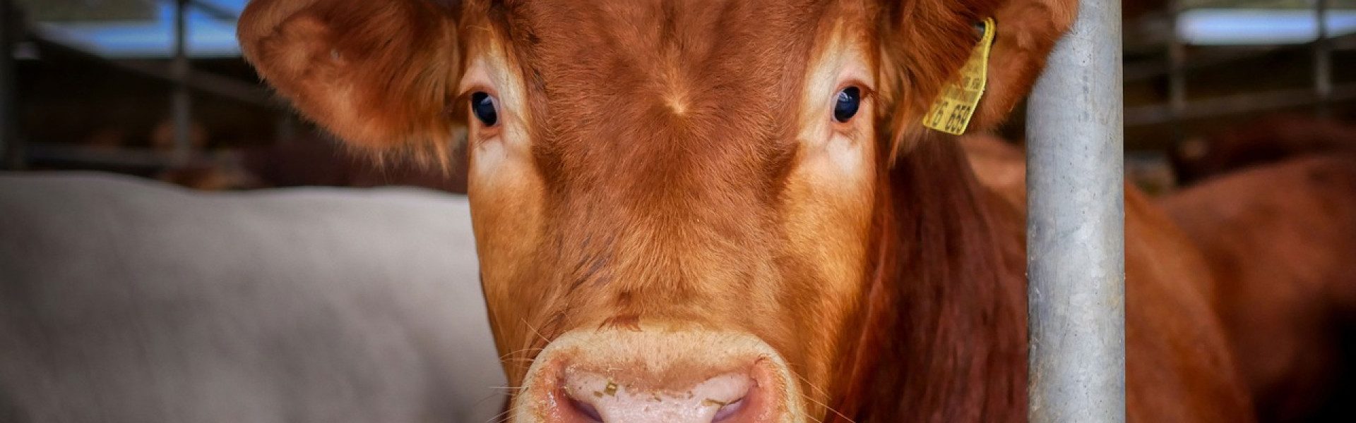 Comment réduire le stress des bovins lors des soins et des manipulations ?