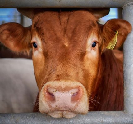 Comment réduire le stress des bovins lors des soins et des manipulations ?