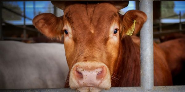 Comment réduire le stress des bovins lors des soins et des manipulations ?