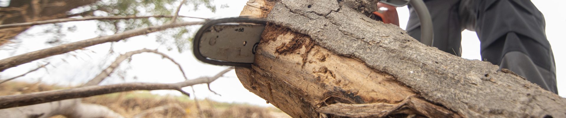 Devenir arboriste élagueur par apprentissage : un métier en tension qui ne s'improvise pas