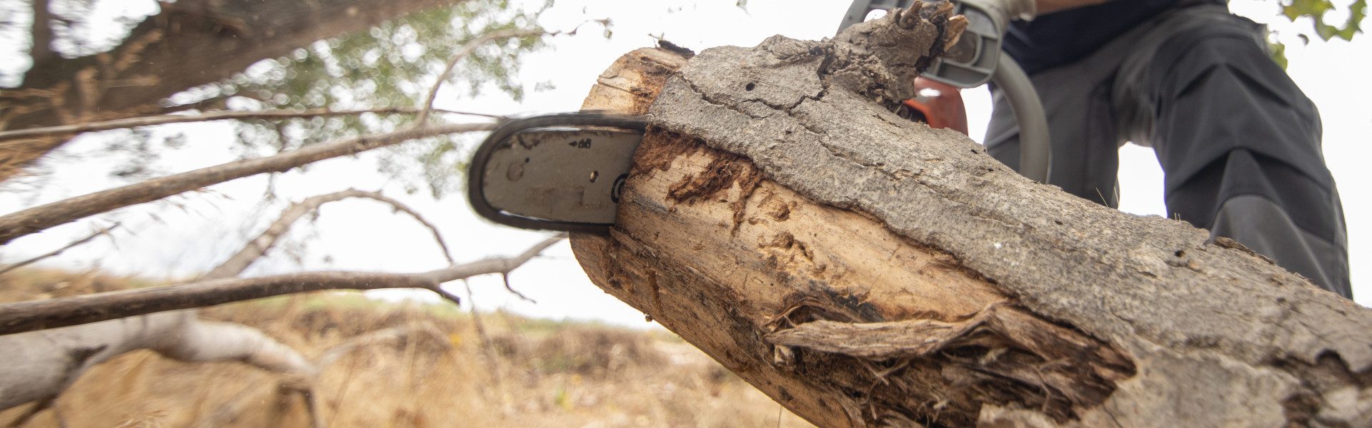 Devenir arboriste élagueur par apprentissage : un métier en tension qui ne s'improvise pas