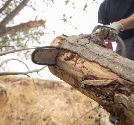 Devenir arboriste élagueur par apprentissage : un métier en tension qui ne s'improvise pas