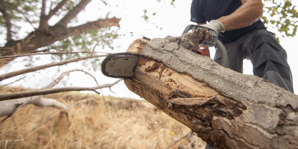 Devenir arboriste élagueur par apprentissage : un métier en tension qui ne s'improvise pas